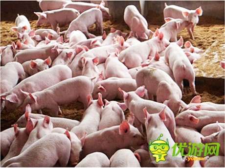 八戒你怎么看《洪荒OL》豬價行情峰回路轉(zhuǎn)