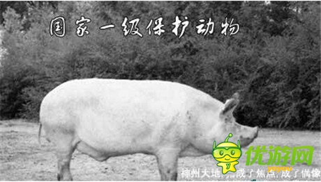 八戒你怎么看《洪荒OL》豬價行情峰回路轉(zhuǎn)