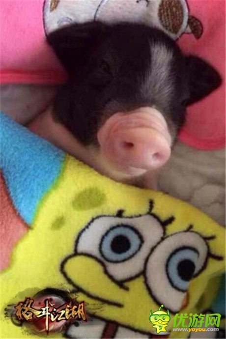 高手在民間《格斗江湖》玩家惡搞斗寵大賽