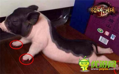 高手在民間《格斗江湖》玩家惡搞斗寵大賽