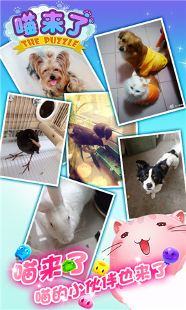 喵新人賣萌大賽《喵來了》代言人征選開啟